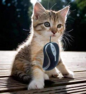 kitten mouse.jpg