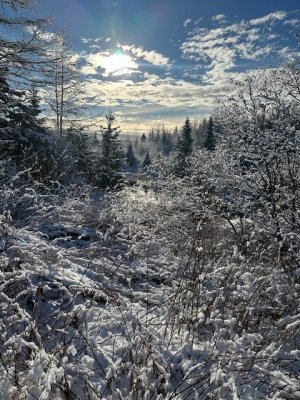 IMG_4932.jpeg