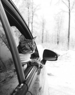 cattitude car.jpg