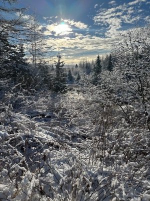 IMG_4933.jpeg