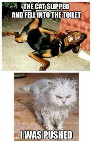 animal1.jpg