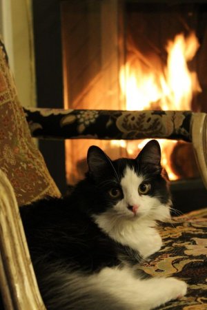 cattitude fire.jpg