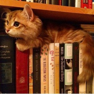 cattitude lib.jpg