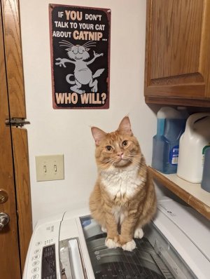 aboutcatnip.jpg