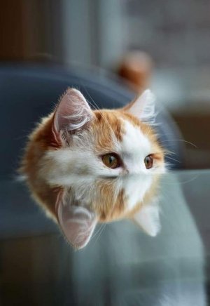cattitude ey.jpg
