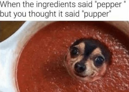 47 Ridiculous Animal Memes That Will Make You Laugh Every Single Time.jpeg