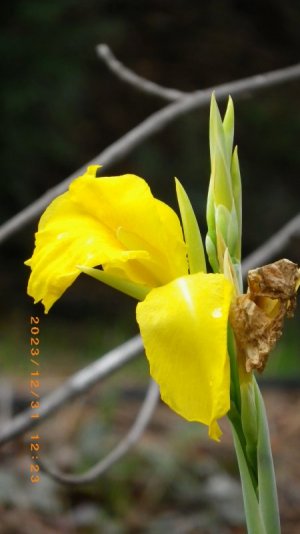 IMGP0916.JPG