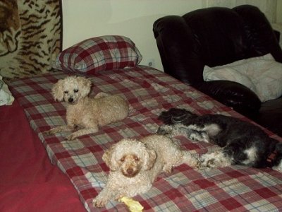Patti cake & Daisy.JPG