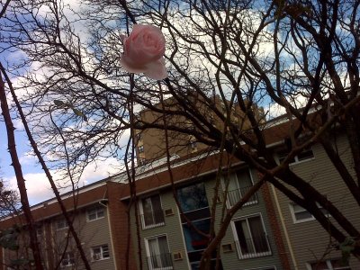 Pink Rose In Tree.jpg