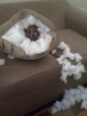 animal.jpg