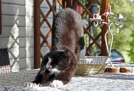 cattitude str.jpg