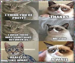 catfun.jpg