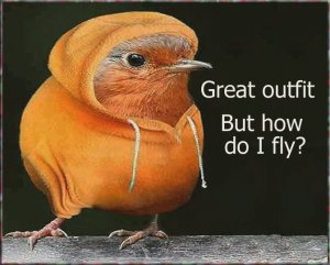 robin7.jpg