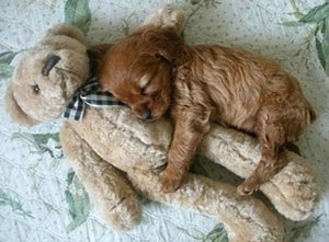 teddy-bear-4.jpg teddy-bear-4.jpg