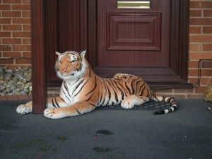 The tiger of Penymynydd2.jpg