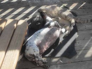 Shorty and CatDog.jpg