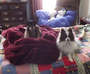 Bambi and Cooper.jpg