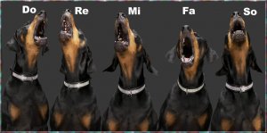 dobermans.jpg