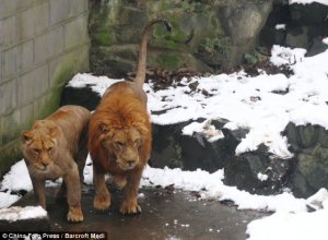 lions-at-chinese-zoo.jpg