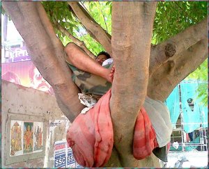 treehouse.jpg