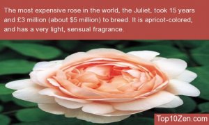 juliet-rose.jpg
