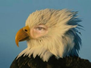 Me-as-Eagle.jpg