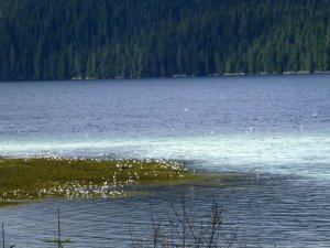 herringspawn001.jpg herringspawn001.jpg