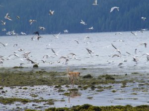 herringspawn007.jpg herringspawn007.jpg