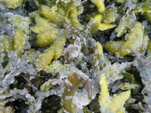 herringspawn010.jpg herringspawn010.jpg