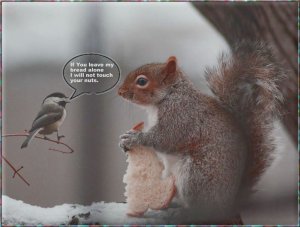 Bird & Squirrel.jpg