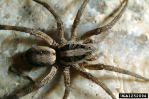 Wolf_Spider_Joseph_Berger_Bugwood.org.jpg