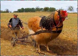 Farming is hard work.jpg