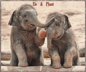 elephantfun.jpg
