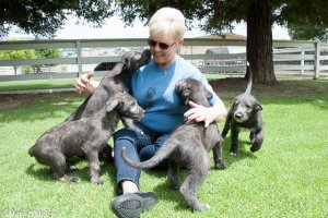 Linda and puppies.jpg