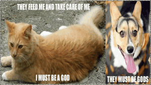 dogcat.gif