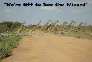 wizard.jpg