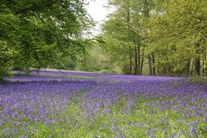 Bluebells-in-Parc-Lye.jpg