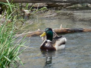 DSCN0088 (1280x960).jpg