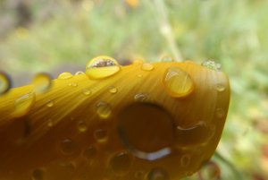 water on yellow.JPG water on yellow.JPG
