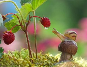 macro-photography-snails-vyacheslav-mishchenko-5.jpg