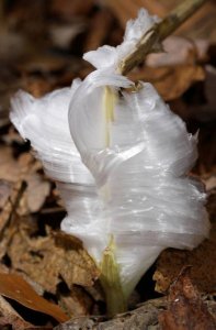 frost flower 2.jpg