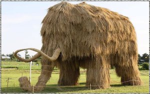 hay.jpg