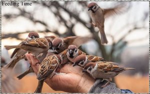 birds1.jpg