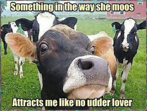 moo.1.jpg