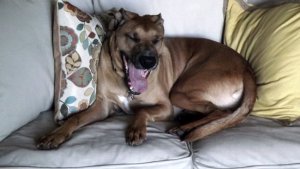 buckley all pooped out.JPG