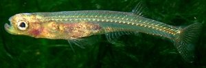fish (2).jpg