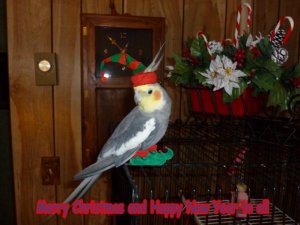 Christmas bird (800x600).jpg