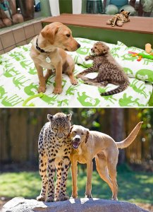 animals-that-have-been-friends-forever-05.jpeg