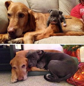 animals-that-have-been-friends-forever-02.jpeg