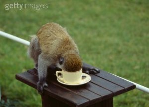 monkey coffee wake up.jpg